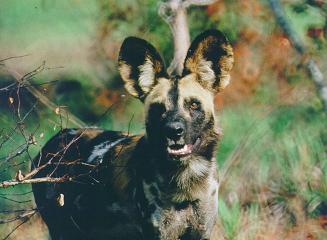 African Hunting Dog