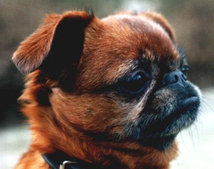 Brabancon Griffon